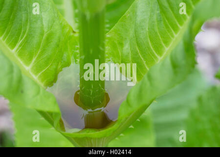 Cardère sauvage, cardère à foulon, cardère commun, commun teazle (Dipsacus fullonum, Dipsacus sylvestris), l'eau dans l'aisselle, phytotelme congé, Allemagne Banque D'Images