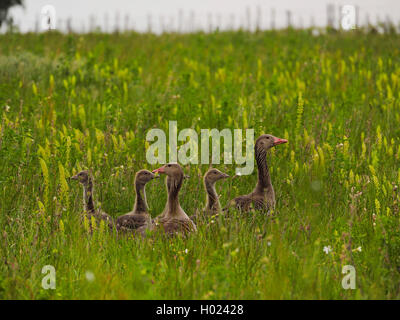 Oie cendrée (Anser anser), dans une prairie de fleurs, l'Autriche, Burgenland, le parc national de Neusiedler See, Podersdorf Banque D'Images