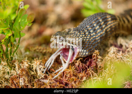 Adder, Viper, commune Politique européenne commune, Viper Viper (Vipera berus), femme l'amoncellement d'un jeune oiseau, portrait, Allemagne, Bavière, Parc National de la Forêt bavaroise Banque D'Images