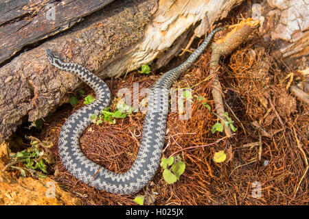 Adder, Viper, commune Politique européenne commune, Viper Viper (Vipera berus), homme de soleil aplati généralement sur le bois mort, vue d'en haut, l'Allemagne, la Bavière, le Parc National de la Forêt bavaroise Banque D'Images