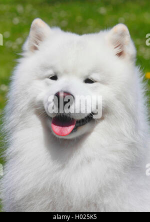 Samoyède (Canis lupus f. familiaris), six ans homme chien, portrait, Allemagne Banque D'Images