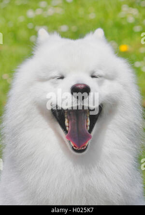 Samoyède (Canis lupus f. familiaris), six ans homme chien bâillements, Allemagne Banque D'Images