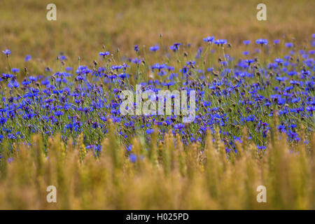 Bouton de baccalauréat, bleue, le bleuet (Centaurea cyanus), à forte densité de fleurs de bleuets dans un champ de blé, de l'Allemagne, la Bavière Banque D'Images