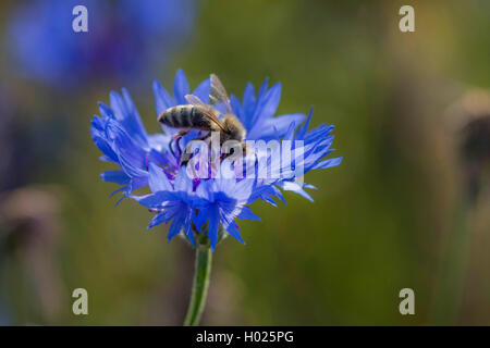 Bouton de baccalauréat, bleue, le bleuet (Centaurea cyanus), fleurs avec des abeilles, de l'Allemagne, la Bavière Banque D'Images