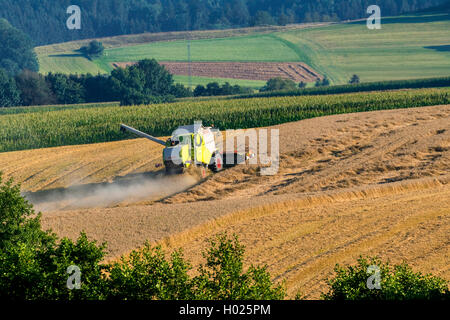 Le blé tendre, cultivé du blé (Triticum aestivum), champ de blé, la récolte avec une récolteuse dans paysage vallonné, Allemagne, Bavière, Isental Banque D'Images