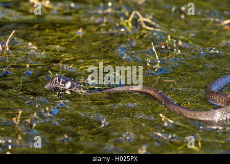 Couleuvre à collier (Natrix natrix), la natation de chasser plus de grenouille waterweeds dense, vue de côté, l'Allemagne, la Bavière Banque D'Images