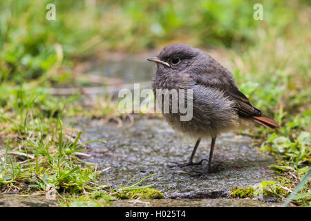 Rougequeue noir (Phoenicurus ochruros), l'envol oiseau posé pranced sur le terrain, en Allemagne, en Bavière, Isental Banque D'Images