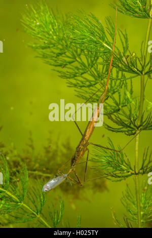 Phasme de l'eau, l'eau, corps de Scorpion aiguille chez Ranatra linearis (Bug), manger une jeune proie bream, Allemagne Banque D'Images