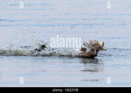 Black Foulque macroule (Fulica atra), la décharge d'un canard colvert, l'Allemagne, la Bavière, le lac de Chiemsee Banque D'Images