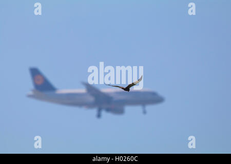 Western busard des roseaux (Circus aeruginosus), battant en face d'un airbus de la Lufthansa, Allemagne, Bavière, Erdinger Moos Banque D'Images