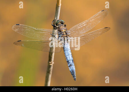 Black-tailed skimmer (Orthetrum cancellatum), homme, Allemagne, Bavière Banque D'Images