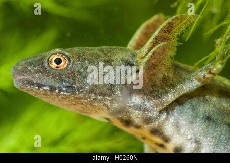 Triton crêté alpin, l'Italien warty newt (Triturus carnifex), larve avec des branchies, portrait, Allemagne Banque D'Images