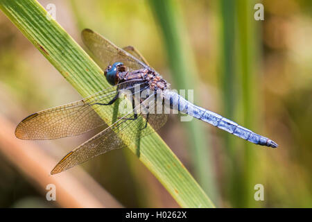 (Orthetrum coerulescens skimmer carénées), homme, Allemagne, Bavière Banque D'Images