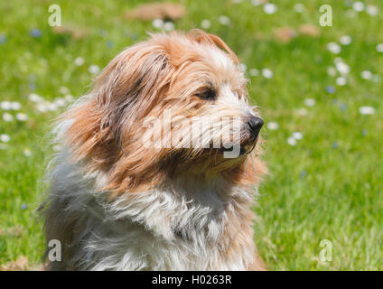 Elo, Grande Elo (Canis lupus f. familiaris), dix ans chien assis dans un pré, portrait, Allemagne Banque D'Images