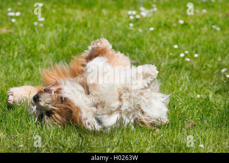 Elo, Grande Elo (Canis lupus f. familiaris), dix ans weltering de chien sur l'herbe, Allemagne Banque D'Images