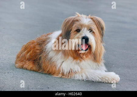 Elo, Grande Elo (Canis lupus f. familiaris), dix ans chien couché sur une surface asphaltée, Allemagne Banque D'Images