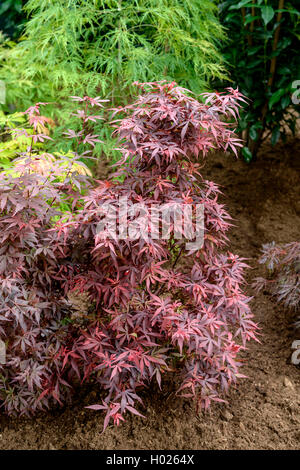 L'érable japonais (Acer palmatum 'Skeeter's Broom', Acer palmatum Skeeter's Broom), le cultivar Skeeter's Broom Banque D'Images