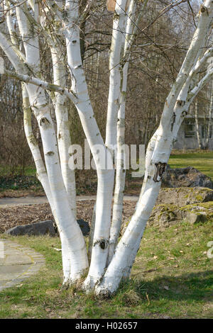 Himalayan aboya blanc bouleau (Betula utilis 'oorenbos', Betula utilis Doorenbos), trunks, le cultivar Doorenbos Banque D'Images