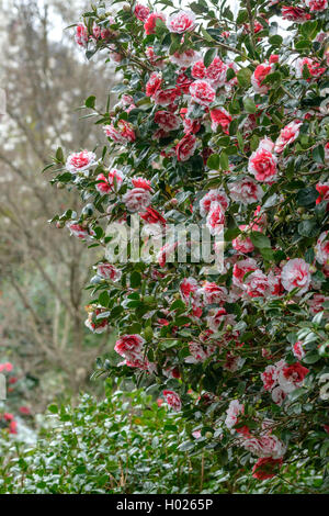 CAMELLIA JAPONICA (bicolor Photo Stock - Alamy