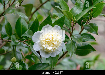 Japanese camellia (Camellia japonica 'Brushfield's Yellow', Camellia japonica de Brushfield jaune), le cultivar jaune de Brushfield Banque D'Images