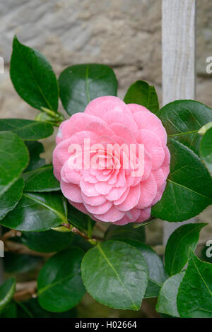 Japanese camellia (Camellia japonica 'Saccoi', Camellia japonica cultivar Saccoi Saccoi), Banque D'Images