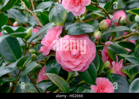 Japanese camellia (Camellia japonica 'Saccoi', Camellia japonica cultivar Saccoi Saccoi), Banque D'Images