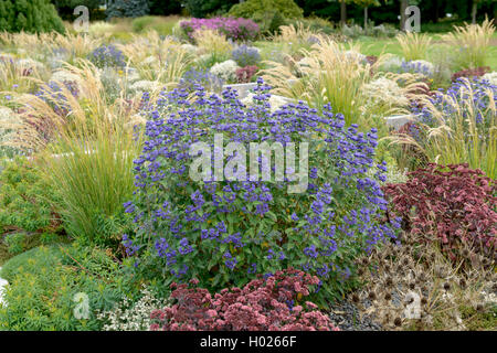 Barbe bleue, Bleu Caryopteris x clandonensis (Spiraea 'Grand Bleu' Caryopteris x clandonensis Caryopteris clandonensis Grand Bleu, 'Grand Bleu', Caryopteris clandonensis Grand Bleu), le cultivar Grand Bleu Banque D'Images