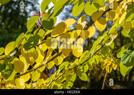 Arbre katsura (Cercidiphyllum japonicum), de la direction générale à l'automne Banque D'Images