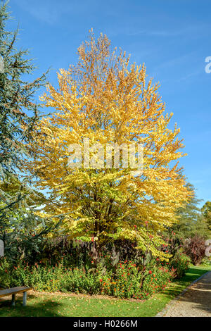 Arbre katsura (Cercidiphyllum japonicum), de la direction générale à l'automne Banque D'Images