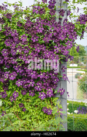 Clématites, de vierges-Bower (Clematis 'Etoile Violette', clématite Etoile violette), le cultivar Etoile Violette Banque D'Images