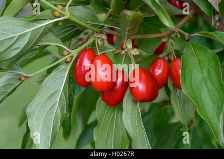 Bois de cerisier en cornaline (Cornus mas 'Jolico Jolico', Cornus mas), le cultivar Jolico, Allemagne, Saxe Banque D'Images