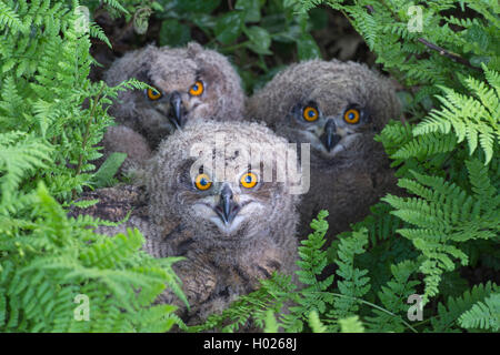 Le nord du grand-duc (Bubo bubo), trois jeunes eagle hiboux dans la fougère, vue de face, l'ALLEMAGNE, Basse-Saxe Banque D'Images