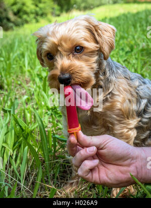 Yorkshire Terrier (Canis lupus f. familiaris), de la chaleur de l'été pour une glace rafraîchissante pour lécher Banque D'Images