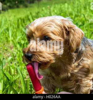 Yorkshire Terrier (Canis lupus f. familiaris), de la chaleur de l'été pour une glace rafraîchissante pour lécher Banque D'Images