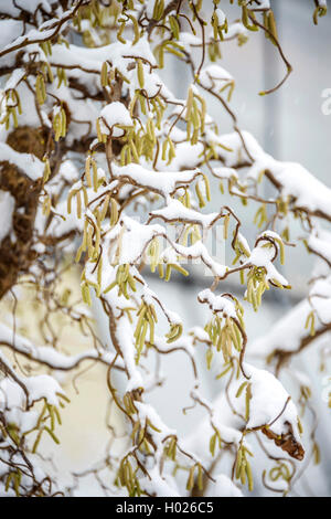 Corkscrew Hazel , Politique (Corylus avellana 'Contorta', Corylus avellana contorta), branche avec bourgeons avec la neige, l'Allemagne, la Saxe Banque D'Images