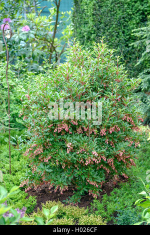 Redvein Enkianthus (Enkianthus campanulatus 'Red Bells', Enkianthus campanulatus cloches rouge), le cultivar Red Bells Banque D'Images