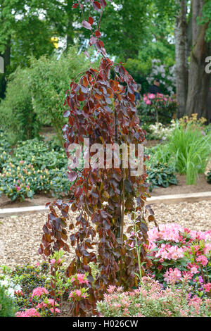 Hêtre pourpre de cuivre, à feuilles de hêtre (Fagus sylvatica 'Purple Fountain', Fagus sylvatica), Fontaine pourpre Pourpre cultivar Fontaine, ALLEMAGNE, Basse-Saxe Banque D'Images