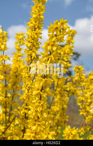 Forsythia (Forsythia commun 'Goldrausch', Forsythia Forsythia intermedia, Goldrausch 'Goldrausch', Forsythia intermedia Goldrausch), le cultivar Goldrausch, Autriche, Vienne Banque D'Images
