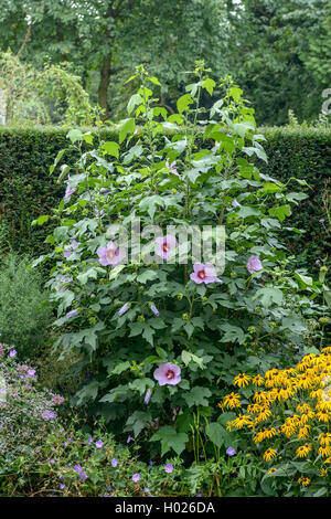 Hibiscus (Hibiscus 'Resi', Hibiscus Resi), le cultivar Resi, Allemagne, Saxe Banque D'Images