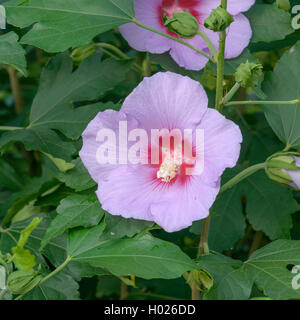 Hibiscus (Hibiscus 'Resi', Hibiscus Resi), le cultivar Resi Banque D'Images