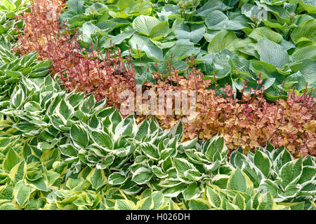 Hosta (Hosta 'Patriot', Hosta Patriot), le cultivar Patriot, avec Heuchera "marmelade" et Hosta 'Bressingham Blue' Banque D'Images