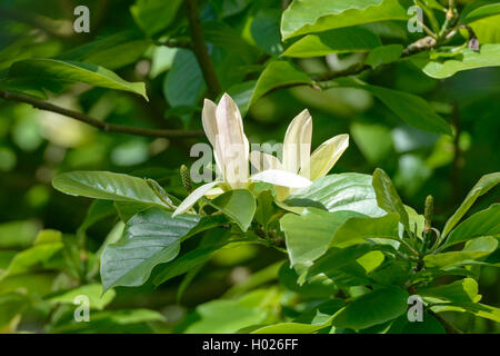 Magnolia (Magnolia 'Solar Flair', Magnolia Solar Flair), le cultivar Solar Flair Banque D'Images