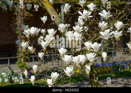 Magnolia (Magnolia 'Amabilis', Magnolia amabilis), le cultivar Amabilis Banque D'Images