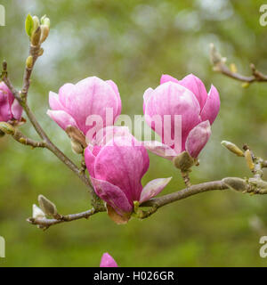 Magnolia (Magnolia 'Rustica Rubra', Magnolia Rustica rubra), le cultivar Rustica Rubra Banque D'Images