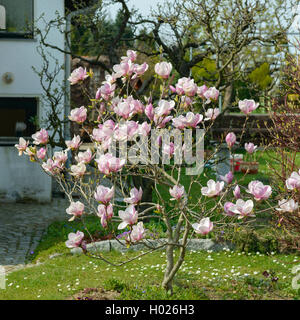 Saucer magnolia (Magnolia x Lysimachia clethroides Duby Lysimachia fortunei Maxim, Magnolia, Magnolia x soulangeana Lysimachia clethroides Duby Lysimachia fortunei Maxim, Magnolia soulangeana), blooming Banque D'Images