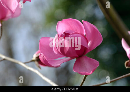 Magnolia (Magnolia sprengeri 'Burncoose Burncoose', Magnolia sprengeri), le cultivar Burncoose Banque D'Images