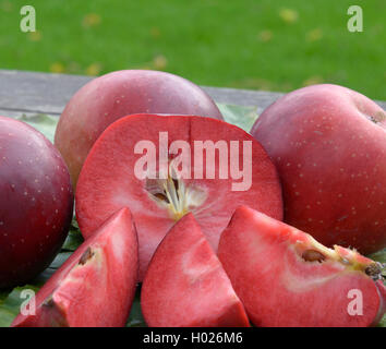 Apple (Malus domestica 'Baya Marisa', Malus domestica Baya Marisa), le cultivar Baya Marisa Banque D'Images