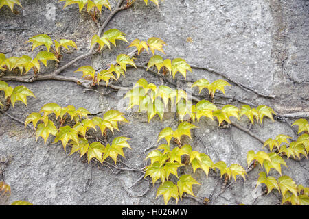 Boston ivy, japonais (réducteur du Parthenocissus tricuspidata 'Veitchii', du Parthenocissus tricuspidata Veitchii), le cultivar Veitchii, Germany Banque D'Images