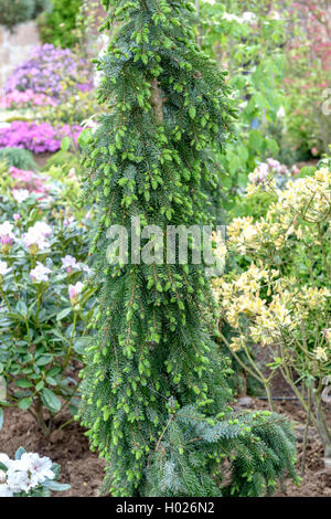 Épinette de Serbie (Picea omorika 'Pendula Bruns', Picea omorika Pendula bruns), le cultivar Pendula Bruns, ALLEMAGNE, Basse-Saxe Banque D'Images