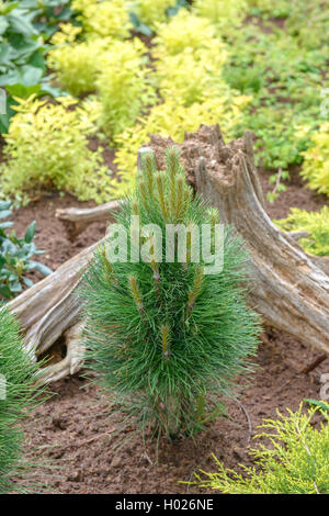 Le pin noir d'Europe, mélèze, Pin noir, pin laricio (Pinus nigra 'Tour verte', Pinus nigra Tour Verte), le cultivar tour verte, l'ALLEMAGNE, Basse-Saxe Banque D'Images